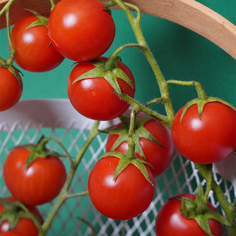 Tomate cerise Sweet millions à planter : tomate jardin - Aromatiques