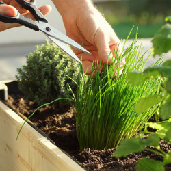 Ciboulette : semer et planter – PagesJaunes