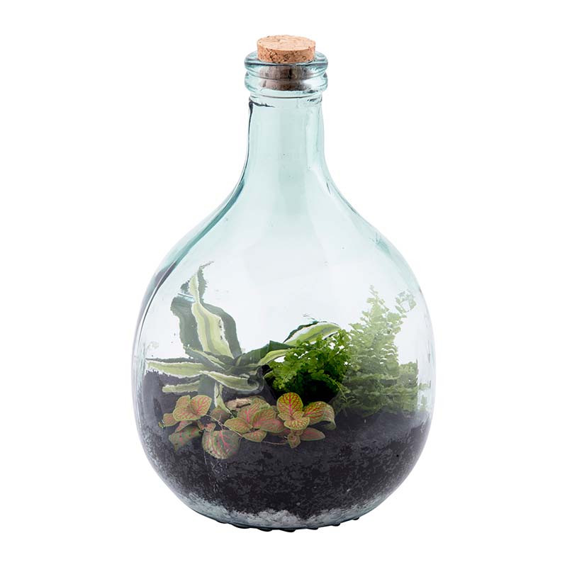 Kit bouteille terrarium / A faire soi-même DIY / 15 litres