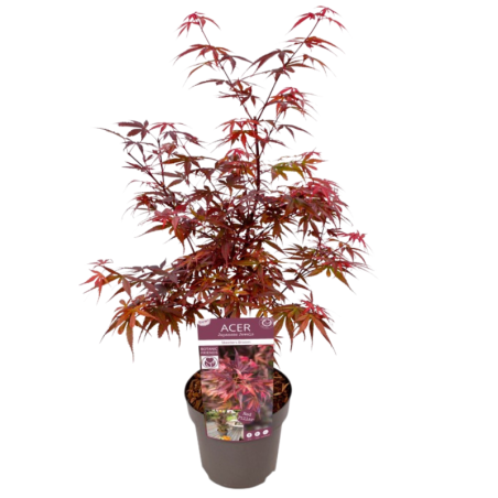 Érable du Japon Skeeters Broom - Acer palmatum skeeters broom