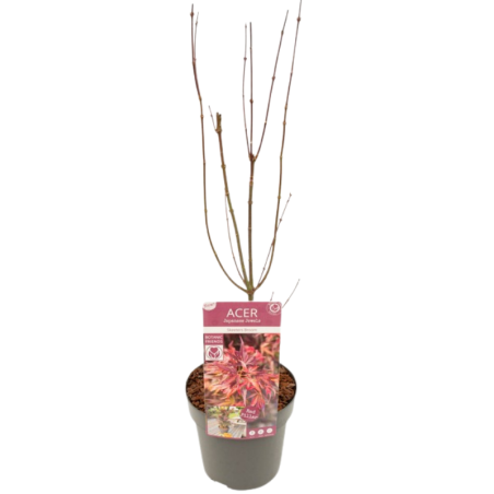 Érable du Japon Skeeters Broom - Acer palmatum skeeters broom