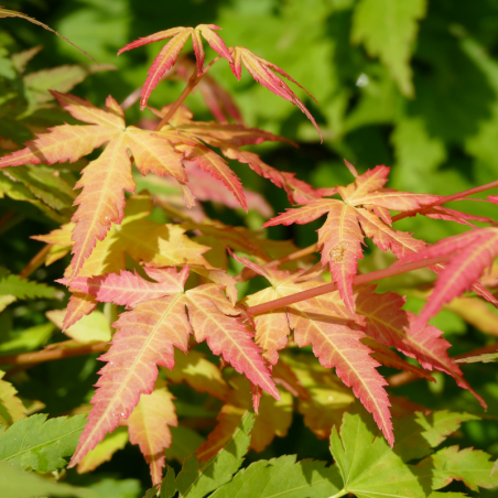 Érable du Japon Little Princess - Acer palmatum little princess