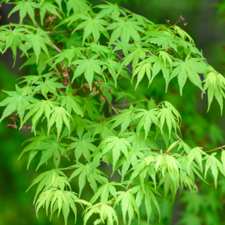 Érable palmé Dissectum - Acer palmatum dissectum