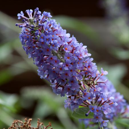 Arbre aux papillons nanho blue - Buddleja davidii nanho blue