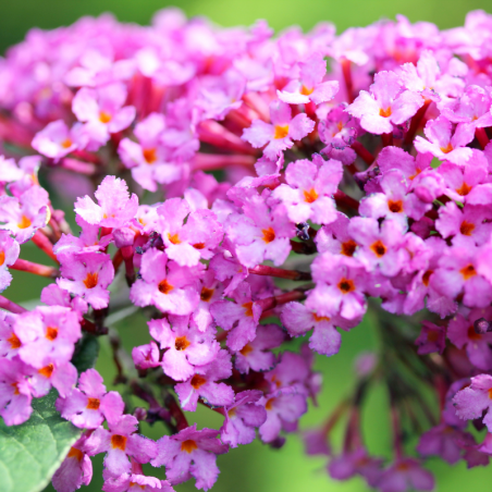 Arbre aux papillons pink delight - Buddleja davidii pink delight