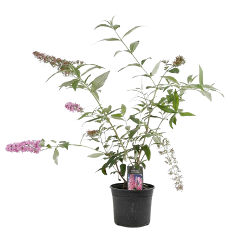 Arbre aux papillons pink delight - Buddleja davidii pink delight