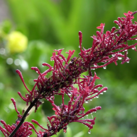 Arbre aux papillons royal red - Buddleja davidii royal red