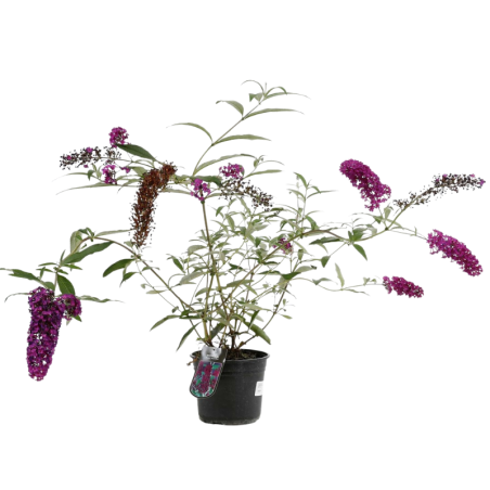 Arbre aux papillons royal red - Buddleja davidii royal red