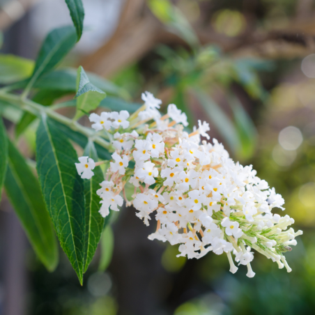 Arbre aux papillons white profusion - Buddleja davidii white profusion