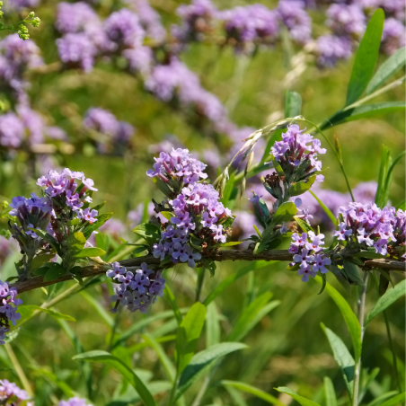 Arbre aux papillons alternifolia - Buddleja alternifolia