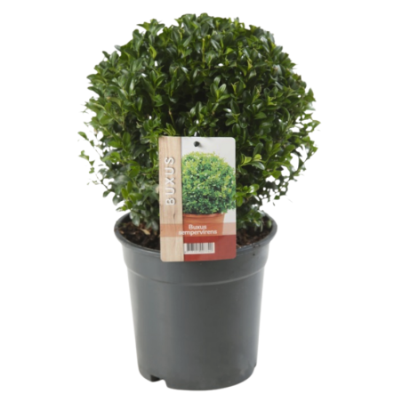 Buis semp boule - Buxus semp boule