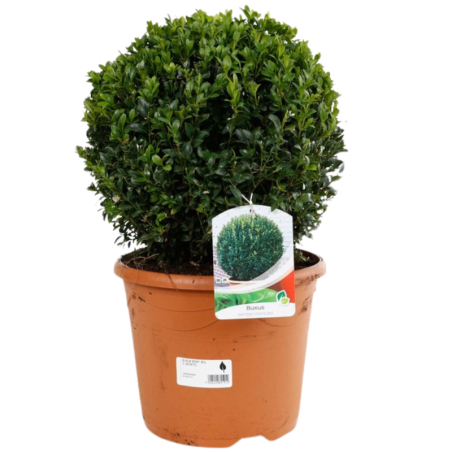 Buis semp boule - Buxus semp boule