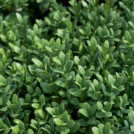 Buis semp pyramide - Buxus semp pyramide