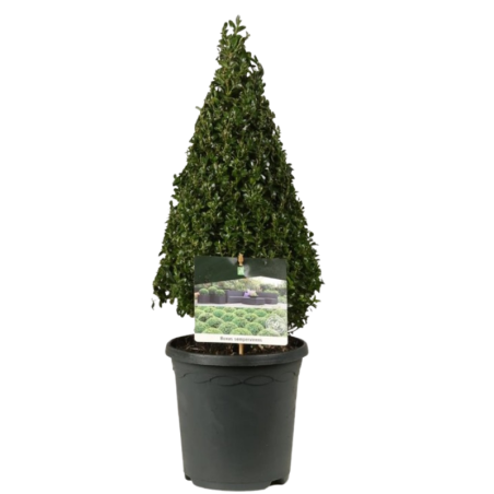 Buis semp pyramide - Buxus semp pyramide