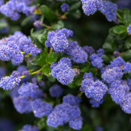 Céanothe rampant thyrsiflorus - Ceanothus thyrsiflorus repens