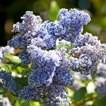 Céanothe blue mound - Ceanothus blue mound