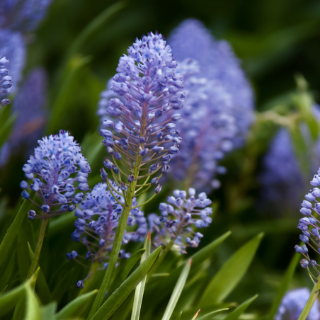 Céanothe impressus - Ceanothus impressus