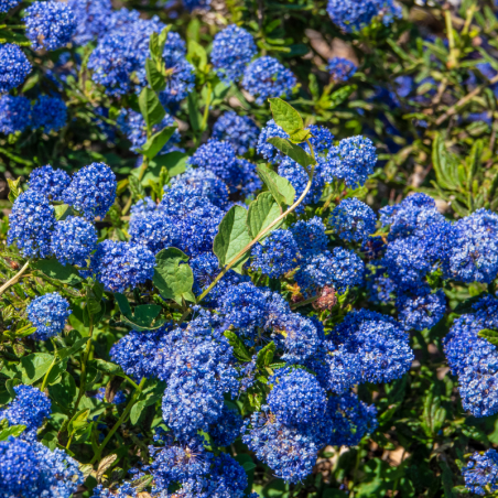 Céanothe impressus victoria - Ceanothus impressus victoria