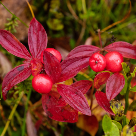 Cornouiller stolonifère kelseys dwarf - Cornus stolonifera kelseys dwarf