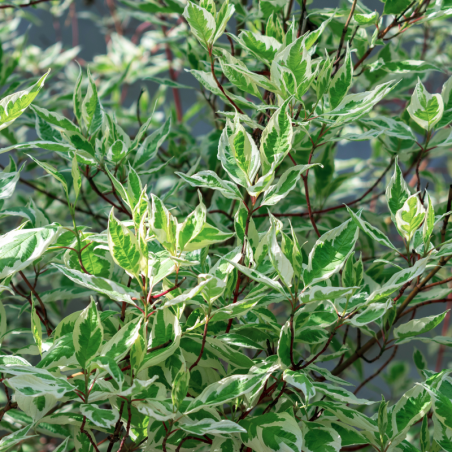 Cornouiller blanc elegantissima - Cornus alba elegantissima