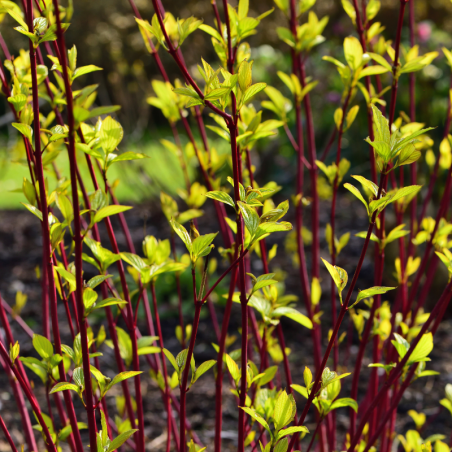 Cornouiller blanc gouchaultii - Cornus alba gouchaultii