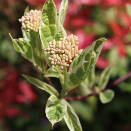 Cornouiller blanc sibirica - Cornus alba sibirica