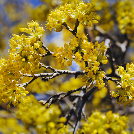 Cornouiller stolonifère flaviramea - Cornus stolonifera flaviramea