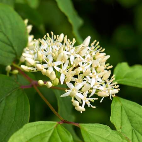 Cornouiller sanguin - Cornus sanguinea