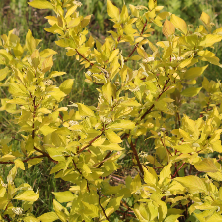 Cornouiller blanc siberian pearls - Cornus alba siberian pearls