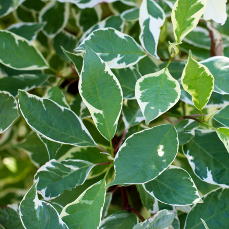 Cornouiller blanc ivory halo - Cornus alba ivory halo