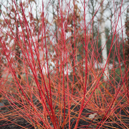 Cornouiller sanguin midwinter fire - Cornus sanguinea midwinter fire