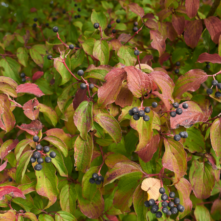 Cornouiller sanguin winter beauty - Cornus sanguinea winter beauty