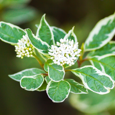 Cornouiller de Sibérie - Cornus sibirica