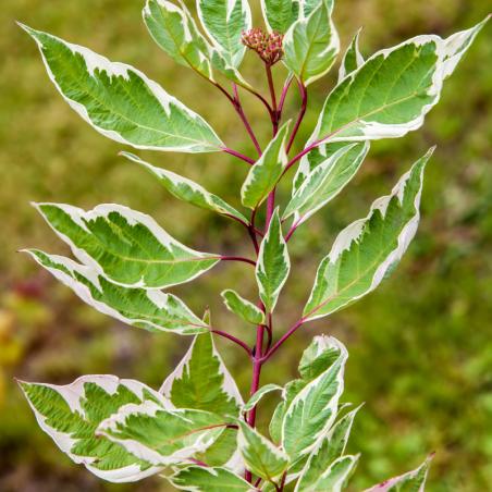 Cornouiller blanc miracle - Cornus alba miracle