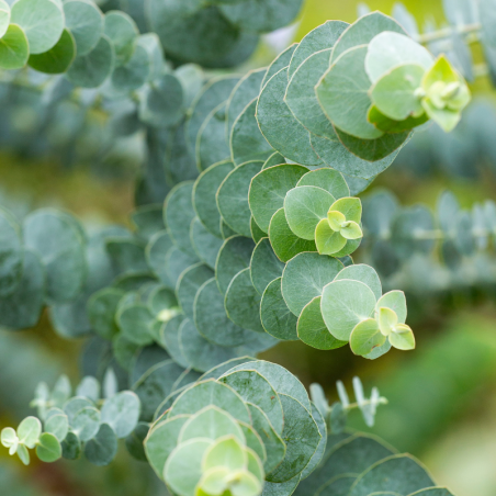 Eucalyptus gunnii azura - Eucalyptus gunnii azura