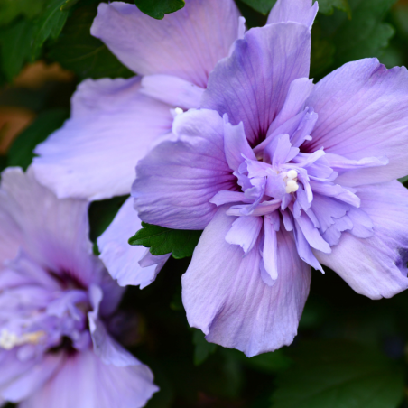 Hibiscus de Syrie Blue Chiffon - Hibiscus syriacus blue chiffon