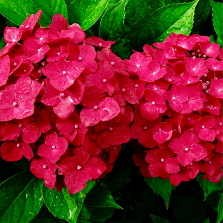 Hortensia Alpenglühen - Hydrangea macrophylla alpengluhen