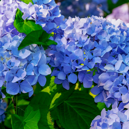 Hortensia Blauer Prinz - Hydrangea macrophylla blauer prinz