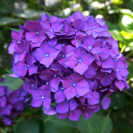 Hortensia Bodensee - Hydrangea macrophylla bodensee