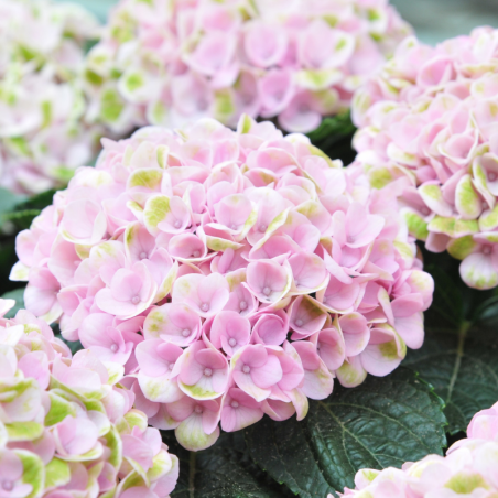 Hortensia Bouquet Rose - Hydrangea macrophylla bouquet rose