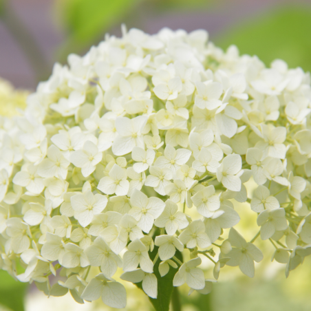 Hortensia arb annabelle - Hydrangea arb annabelle