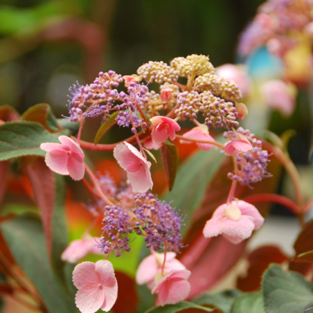 Hortensia aspera hot chocolate - Hydrangea aspera hot chocolate