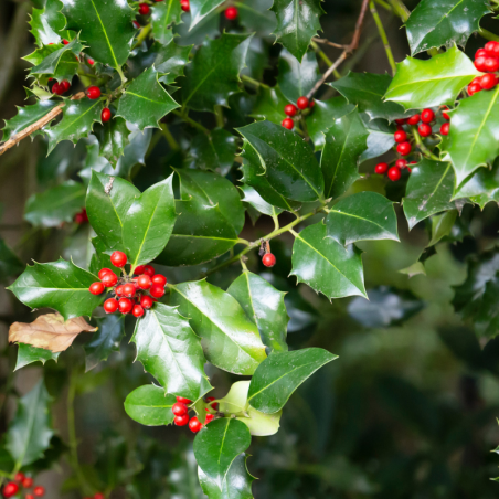 Houx heckenfee - Ilex heckenfee