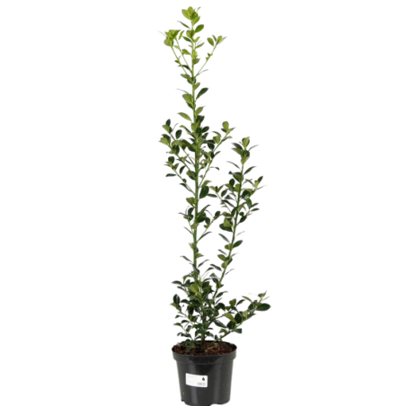 Houx heckenfee - Ilex heckenfee