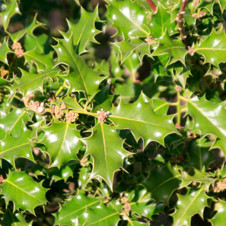 Houx heckenstar - Ilex heckenstar