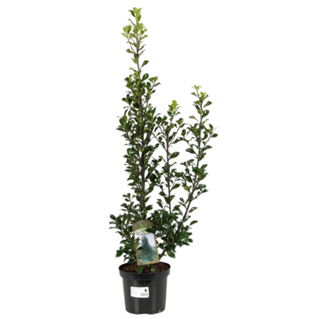 Houx heckenstar - Ilex heckenstar