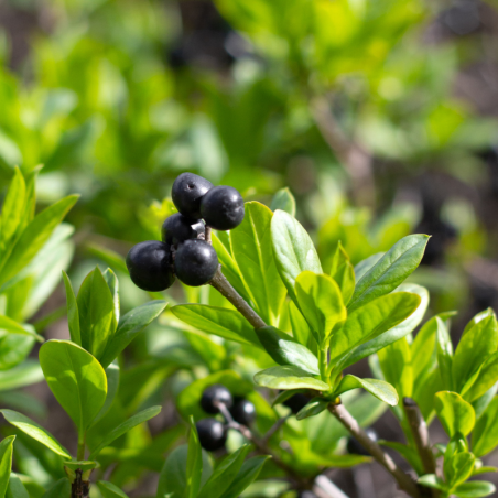 Houx crenata fastigiata - Ilex crenata fastigiata