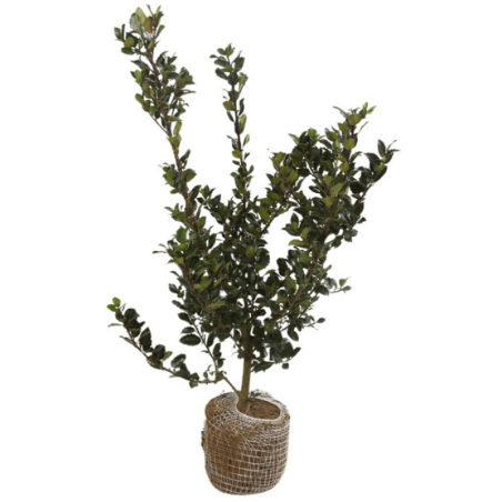 Houx meserveae blue prince - Ilex meserveae blue prince