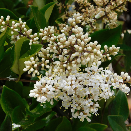 Troène japonicum texanum - Ligustrum japonicum texanum