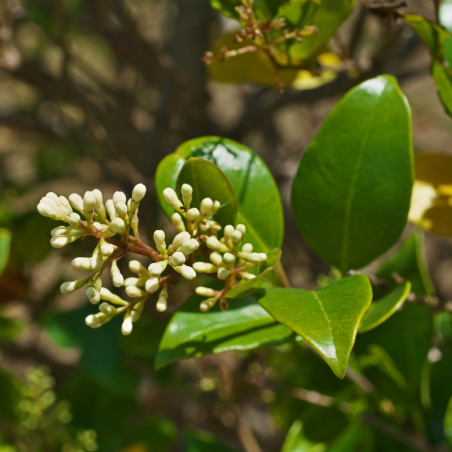 Troène japonicum - Ligustrum japonicum